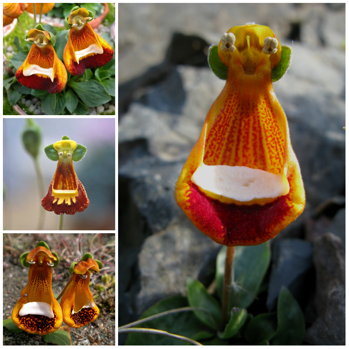 Flowers with the most unusual forms